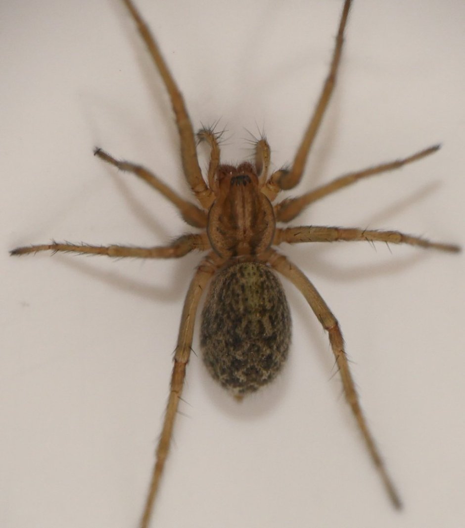 Домовой паук Tegenaria domestica черный