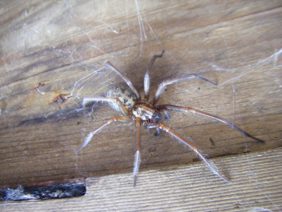 Tegenaria Agrestis паук Бродяга