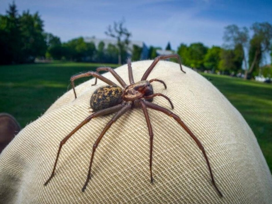 Tegenaria Agrestis паук Бродяга