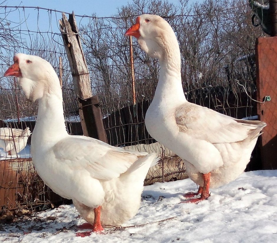 Гусь Линда самец
