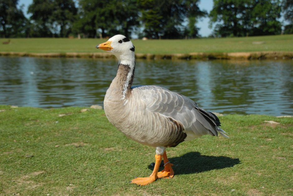 Гусь из игры untitled Goose