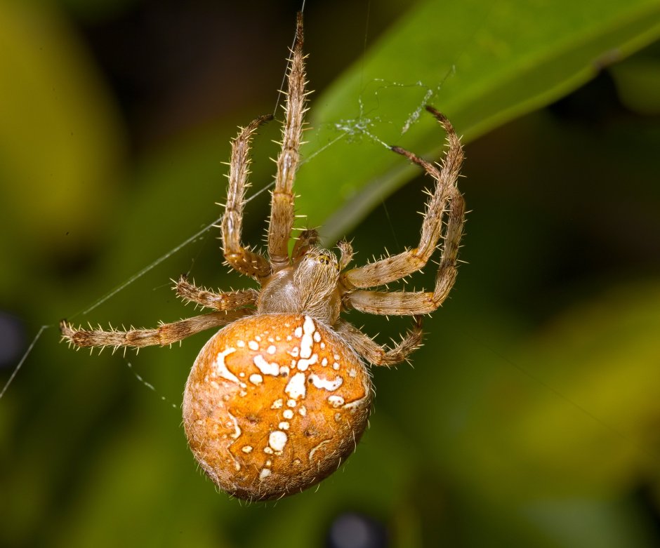 Паук Araneus diadematus конечности