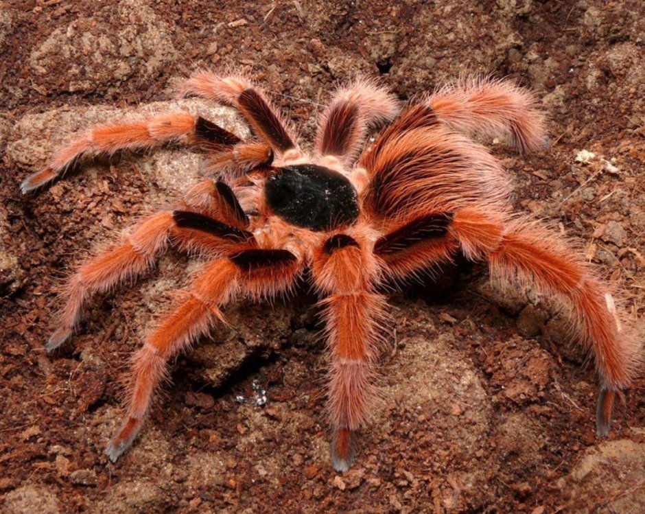 Megaphobema robustum