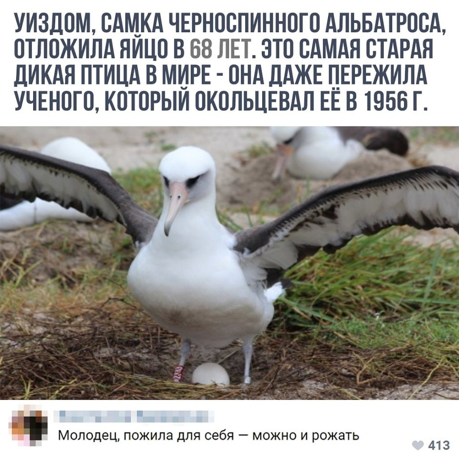 Даже птиц только самка