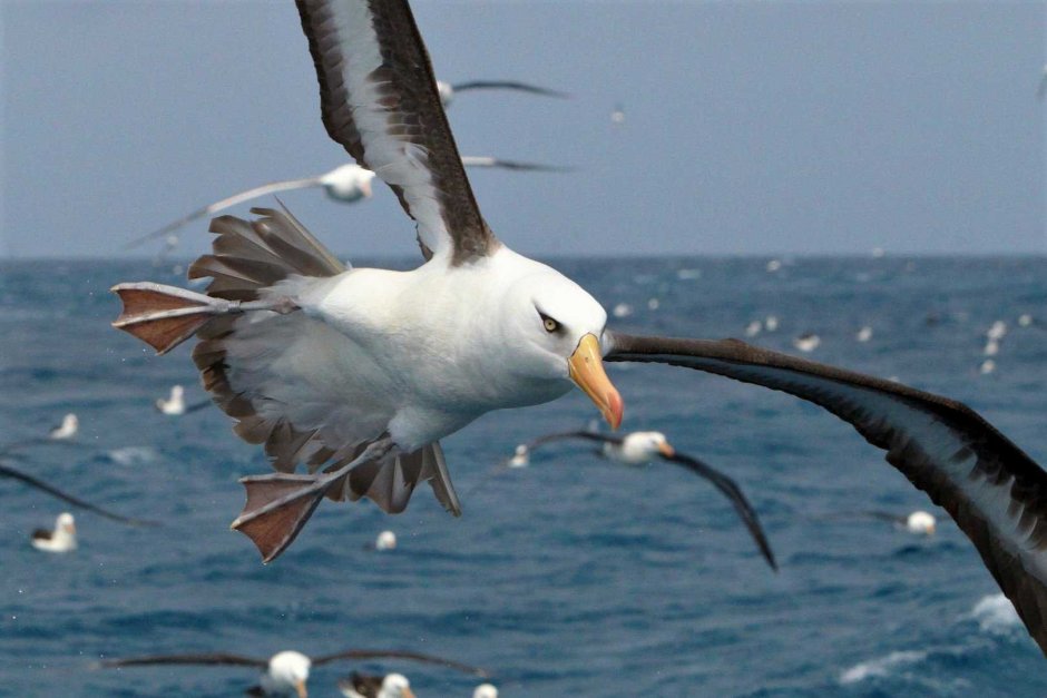 Альбатросы поморники Буревестники