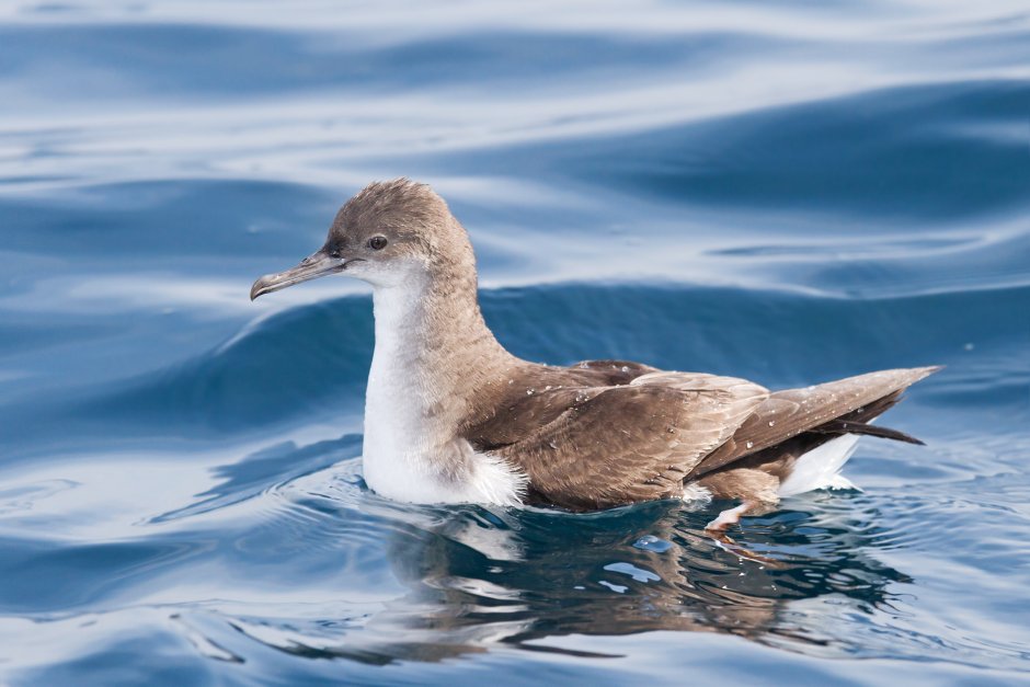 Буревестник малый (Puffinus Puffinus)