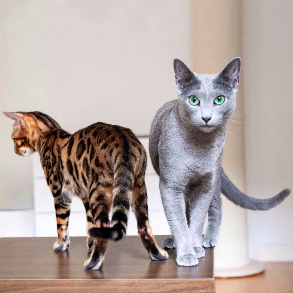 Котята Блю тебби Бенгальская