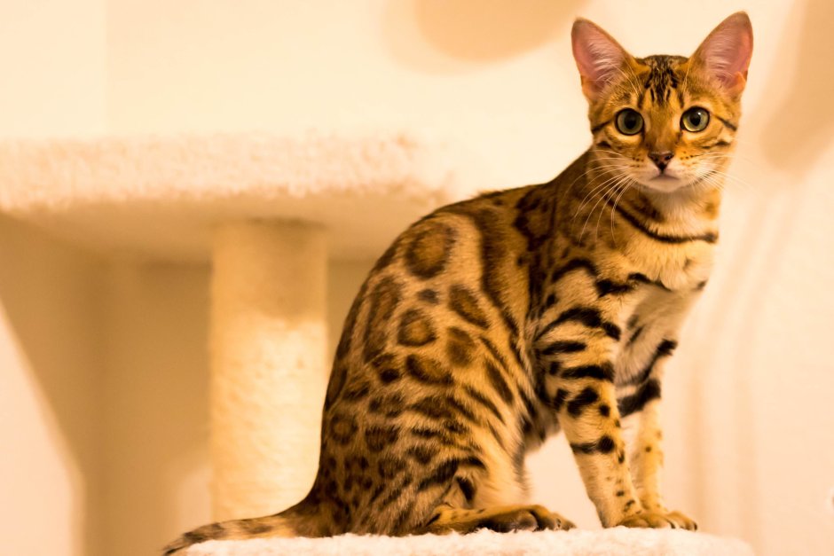 Белый бенгальский кот