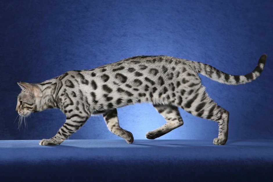 Бенгальская кошка
