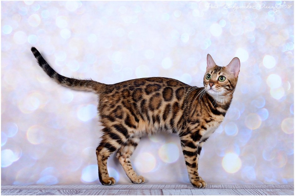 Бенгальская кошка