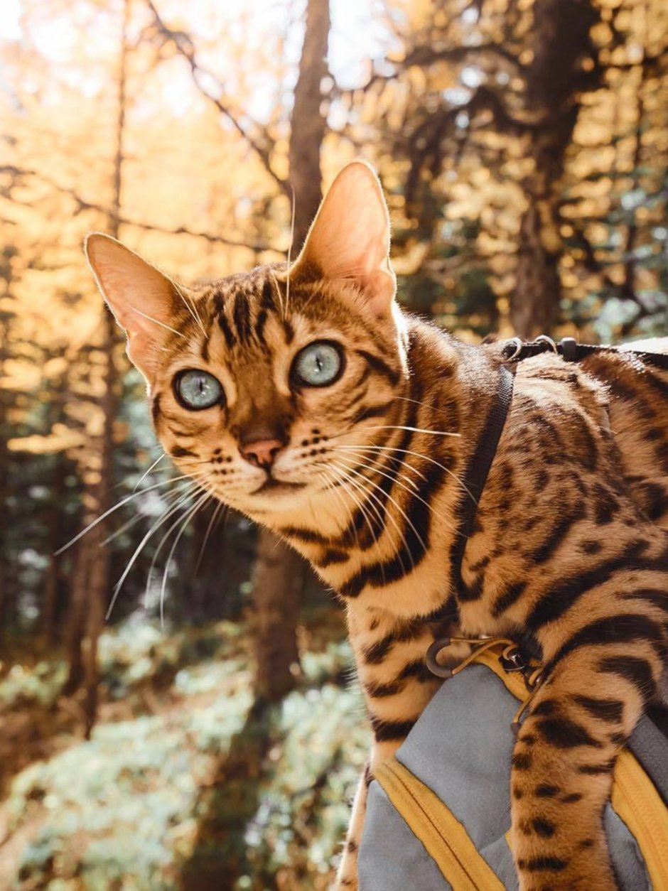 Бенгальская кошка