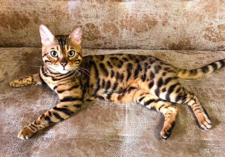 Блю тебби Бенгальская кошка