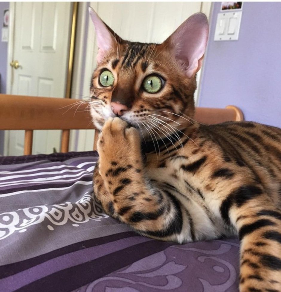 Кот в шоке