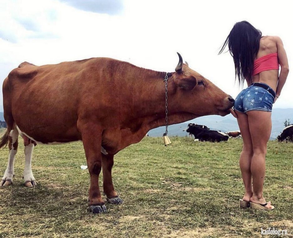 Смешной бык
