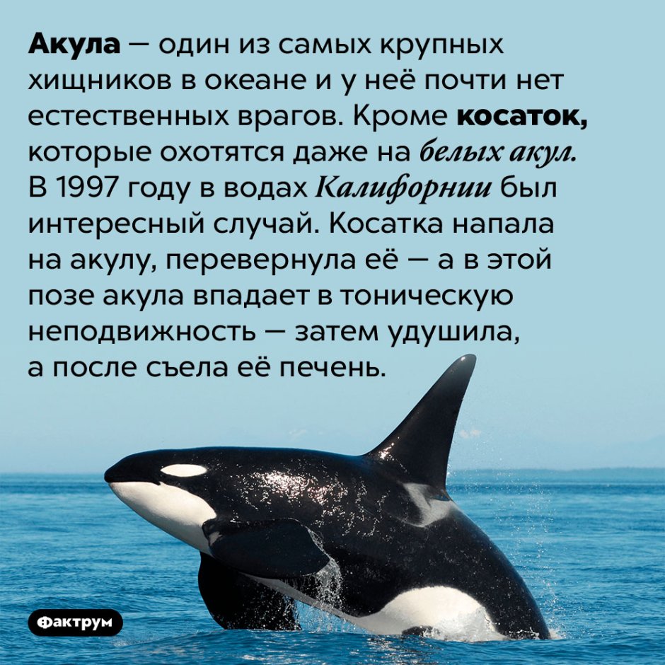 Интересные факты о косатках