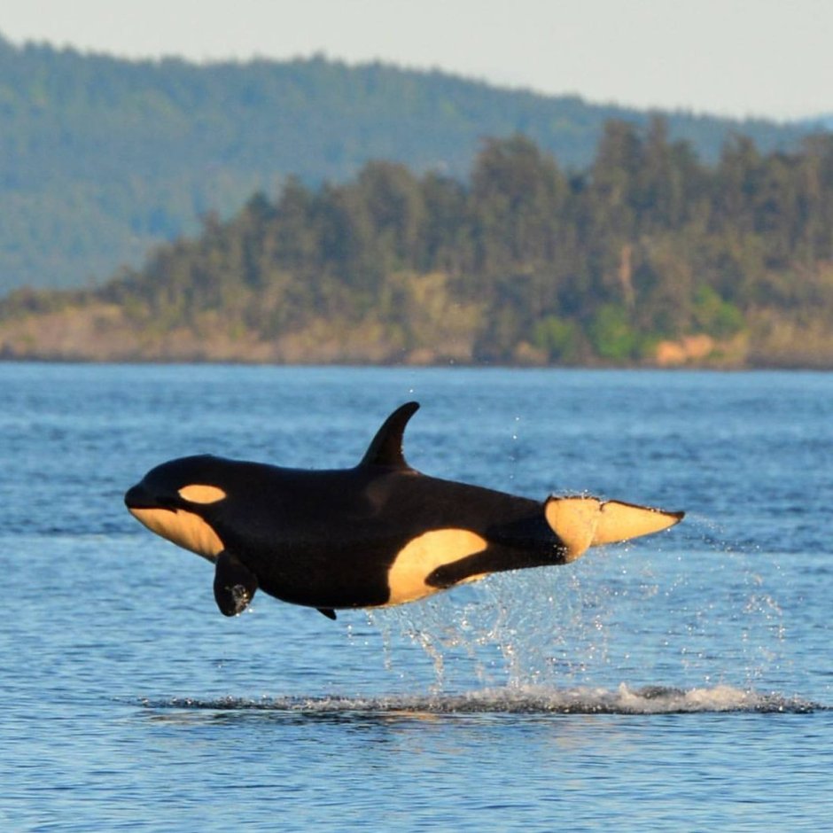 Orca Касатка