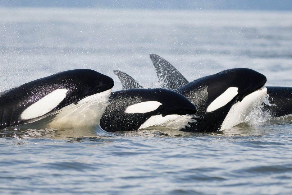 Transient Killer Whale