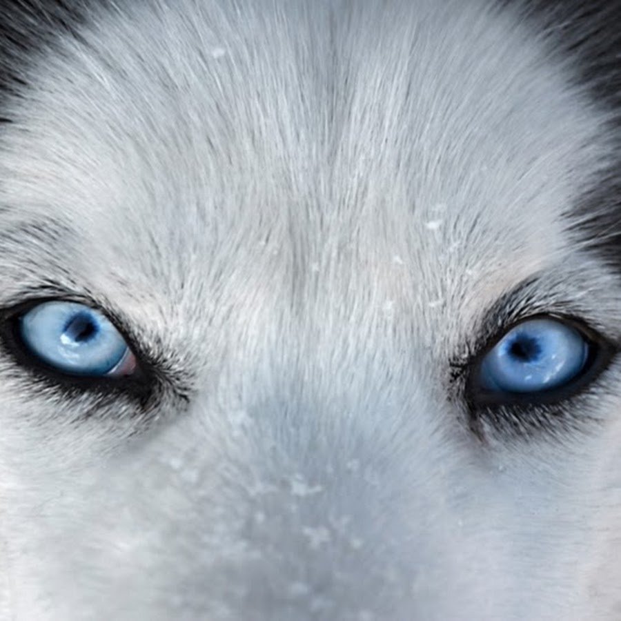 Голубые Волчьи глаза