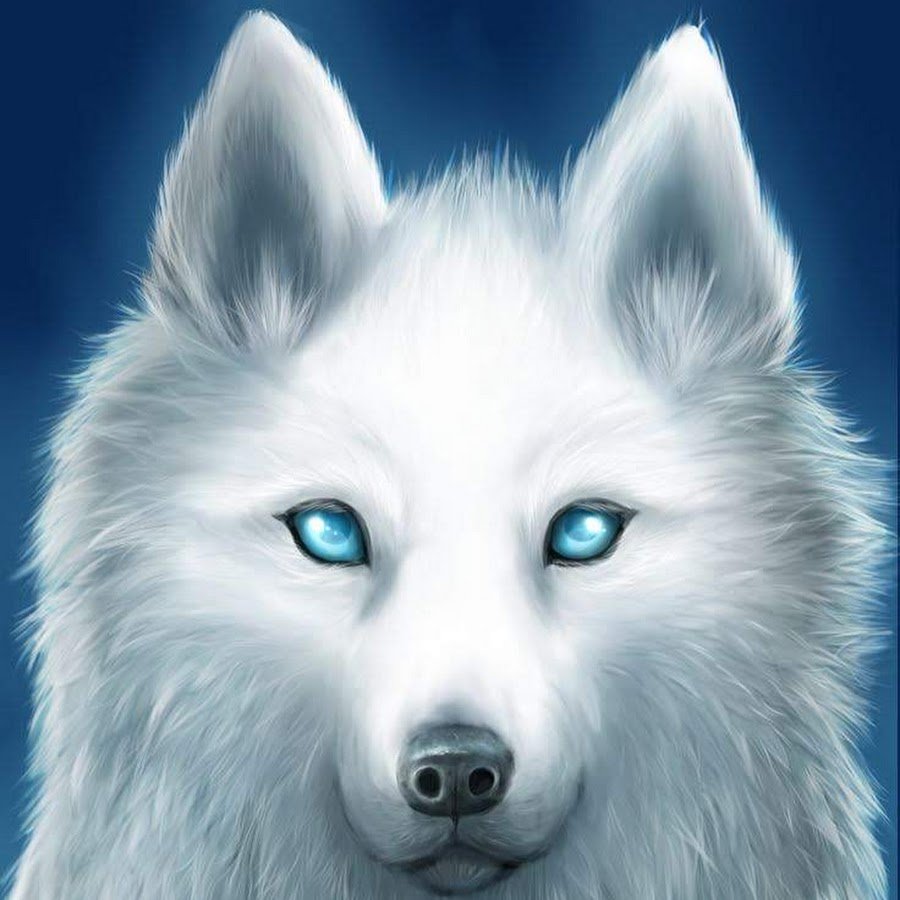 Белая волчица с голубыми глазами