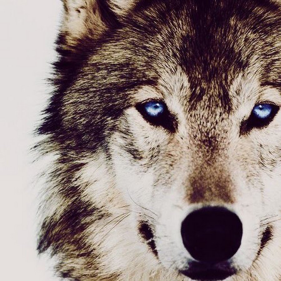 Блэк Вульф волчица аниме