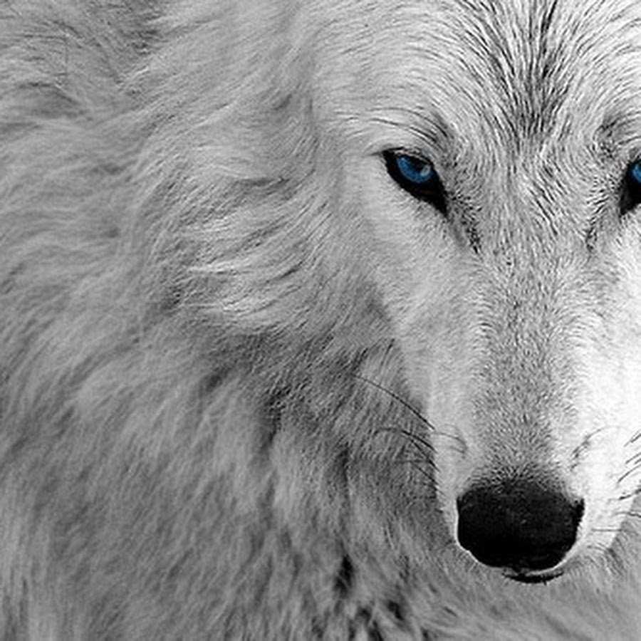 Руслан добрый Tural Everest волки