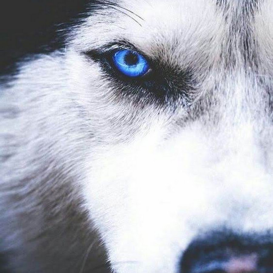 Волчьи глаза