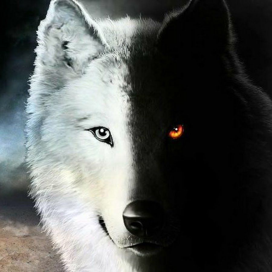 Волк чёрно белый