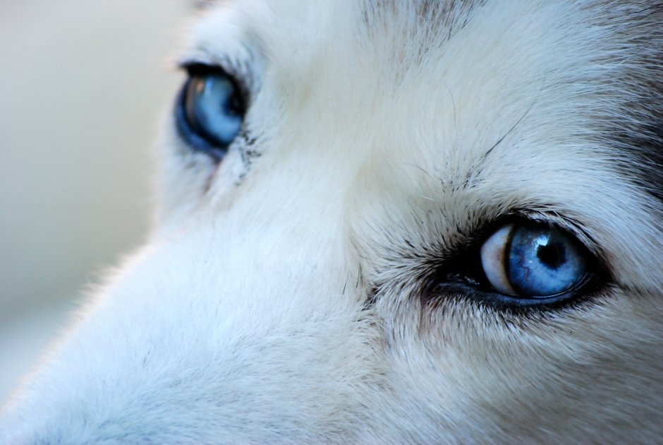 Голубые Волчьи глаза