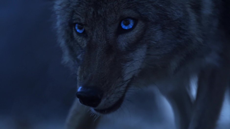 Волк на аву