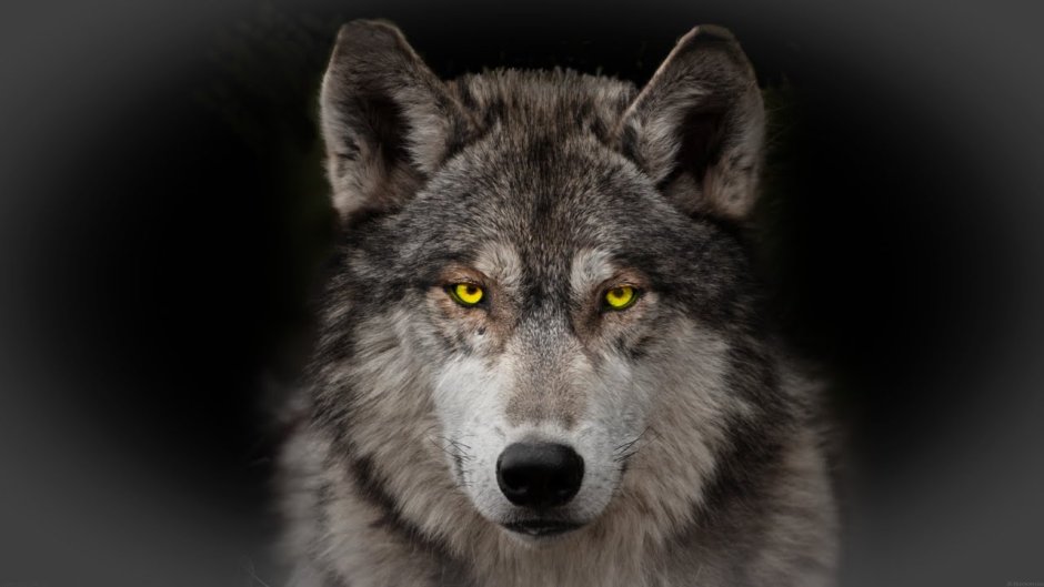 Койот оборотень Малия