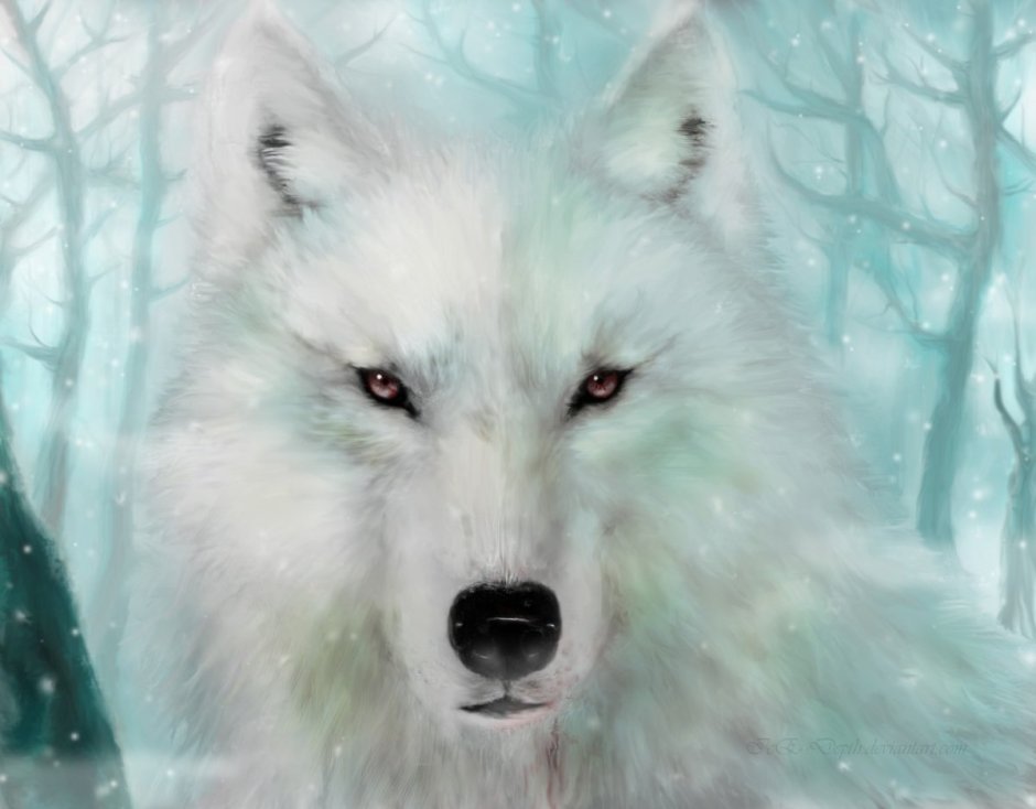 Белый волк обои