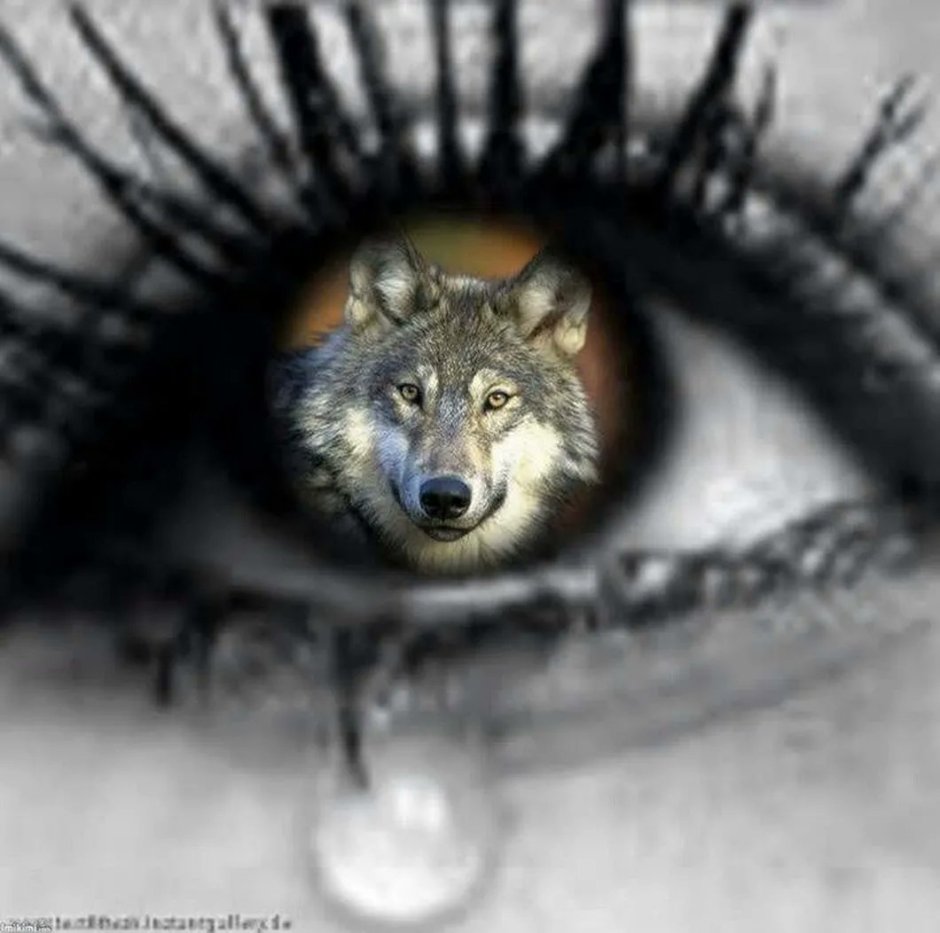 Линзы хаски