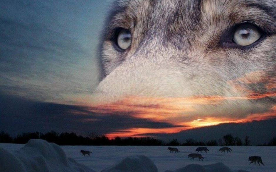 Волкособ черный с красными глазами