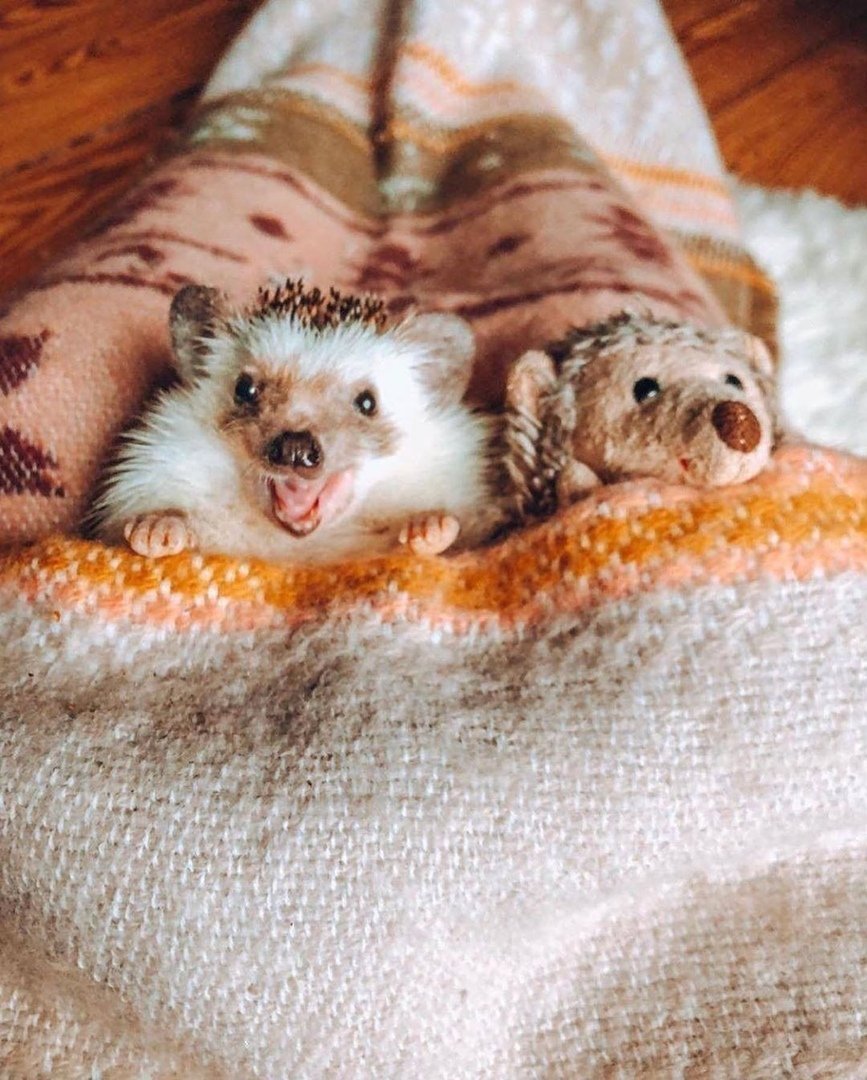 Еж ежонок ежата