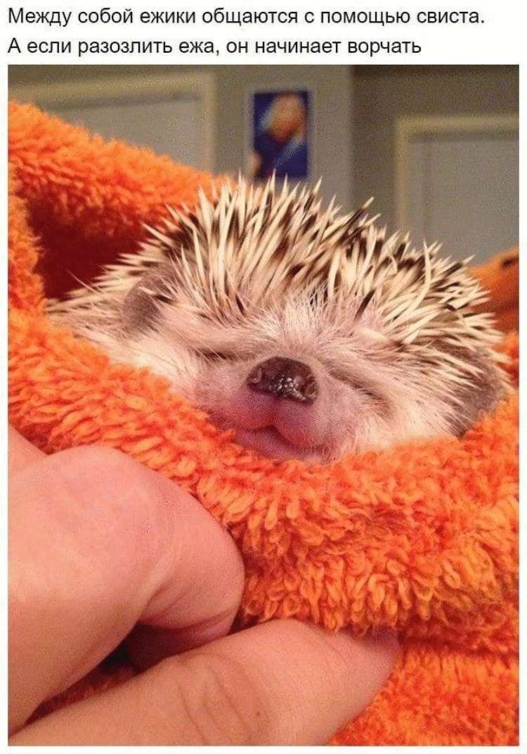 Спокойной ночи Ежик мой