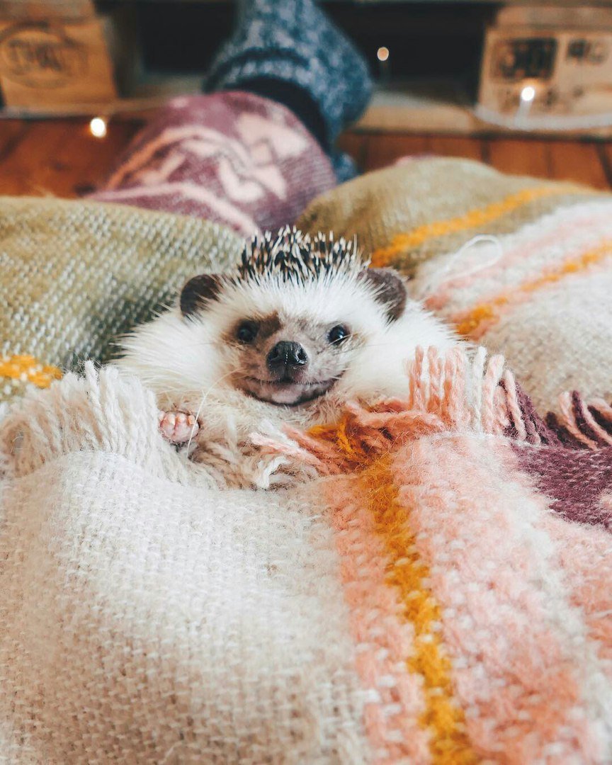 Очень милый Ежик