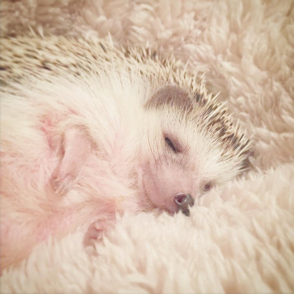 Милый спящий Ежик