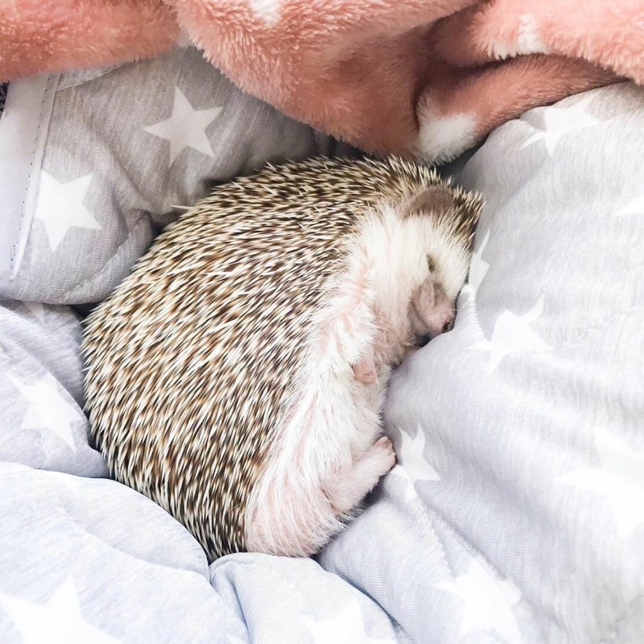 Ежик в руках