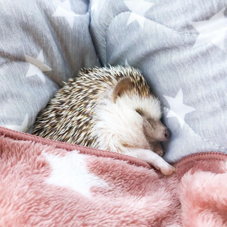 Ежик уснул