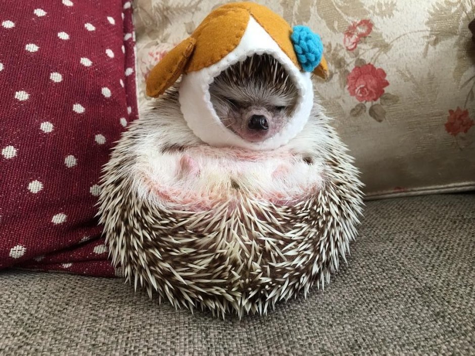 Ёжик под одеялом