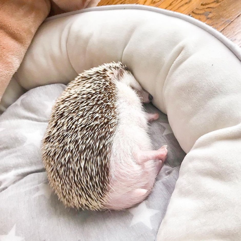 Сонный Ежик
