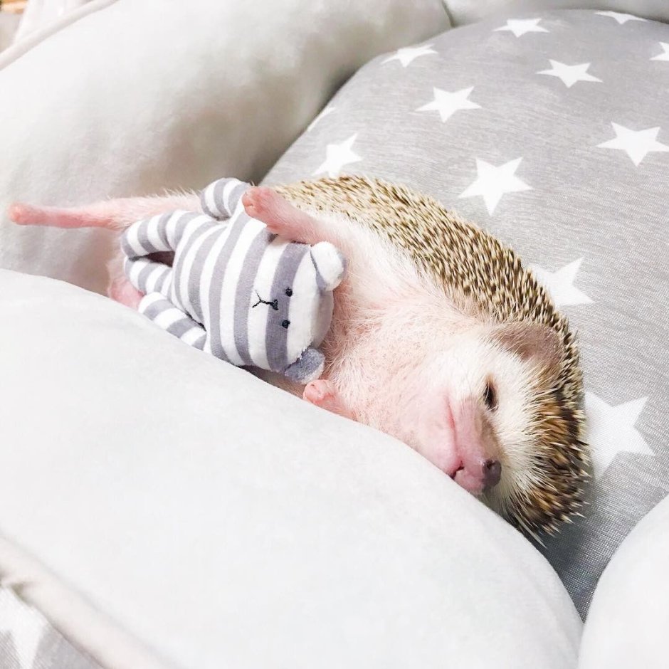 Спокойный Ежик