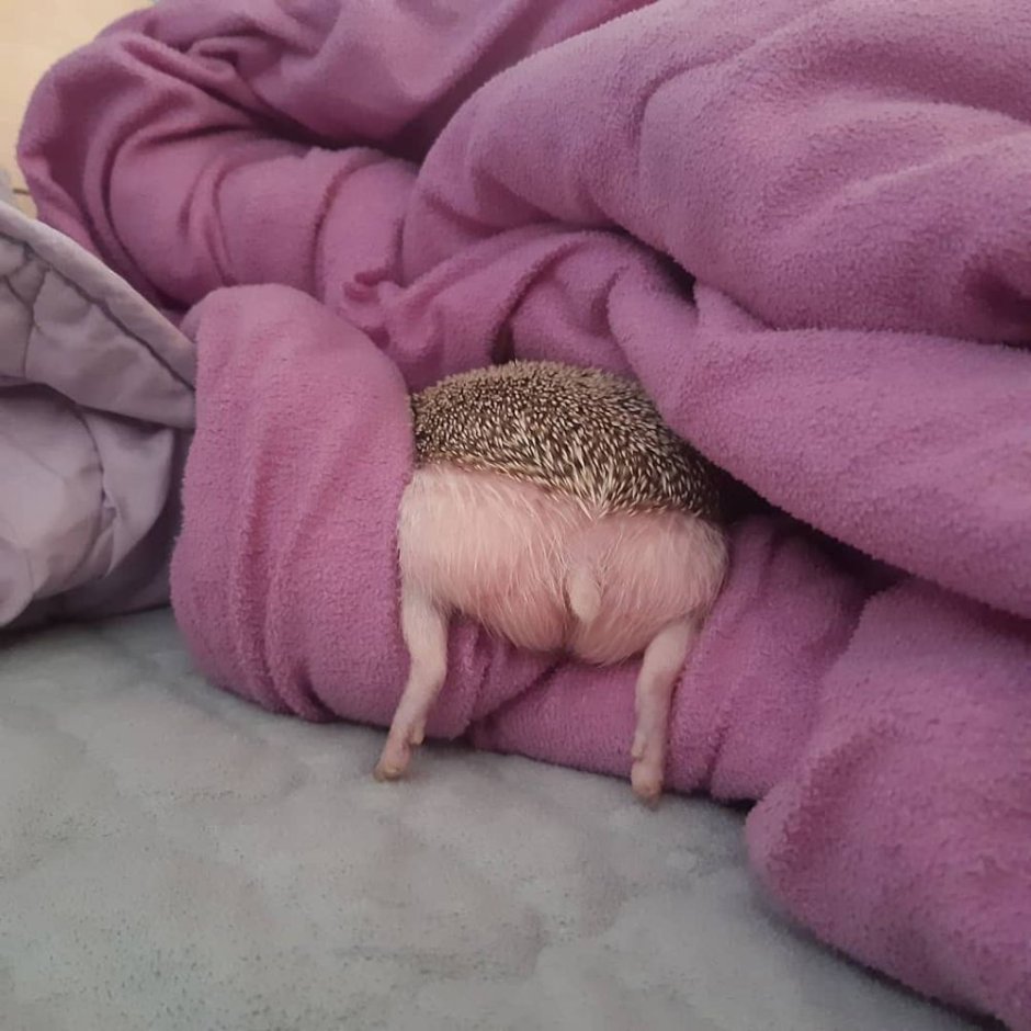 Испуганный Ежик