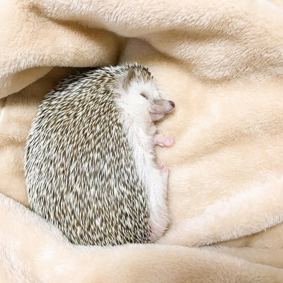 Спящий Ежик