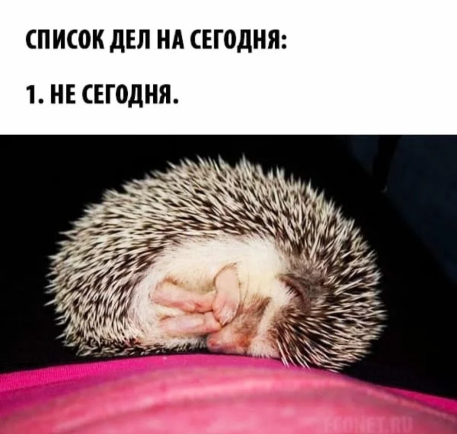 Ёжик в одеялке