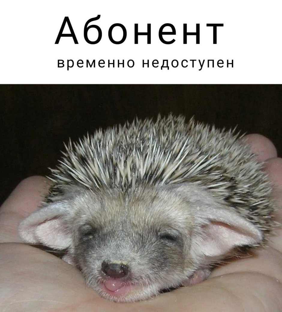 Пузико ежика