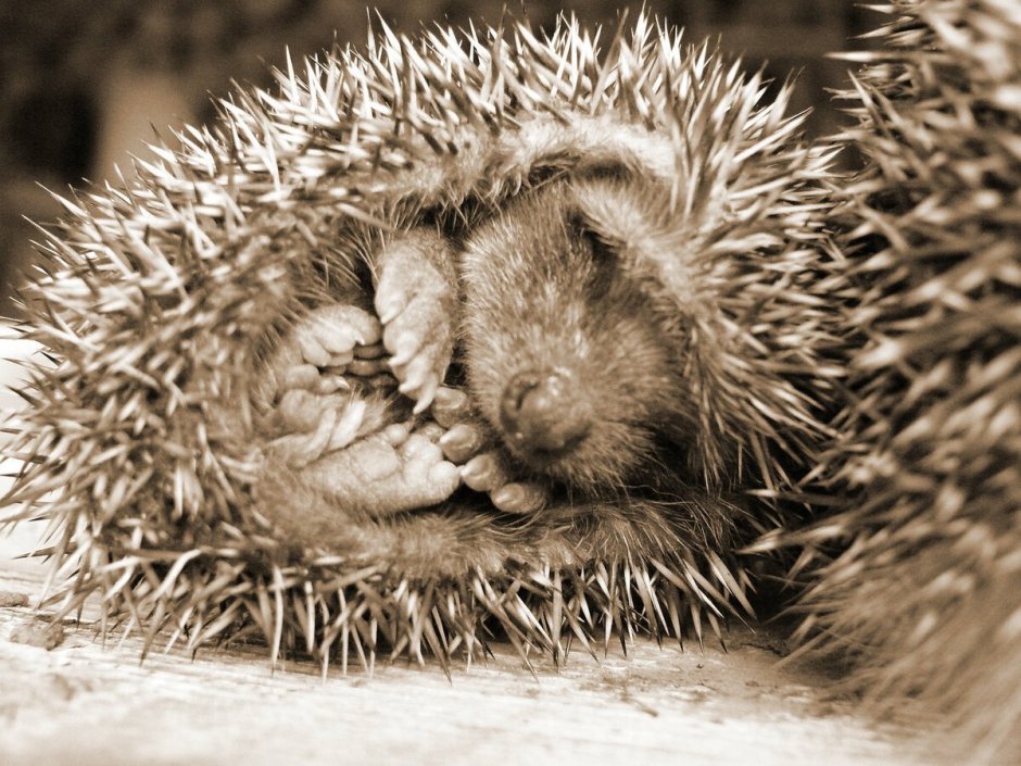 Ёжики гифки