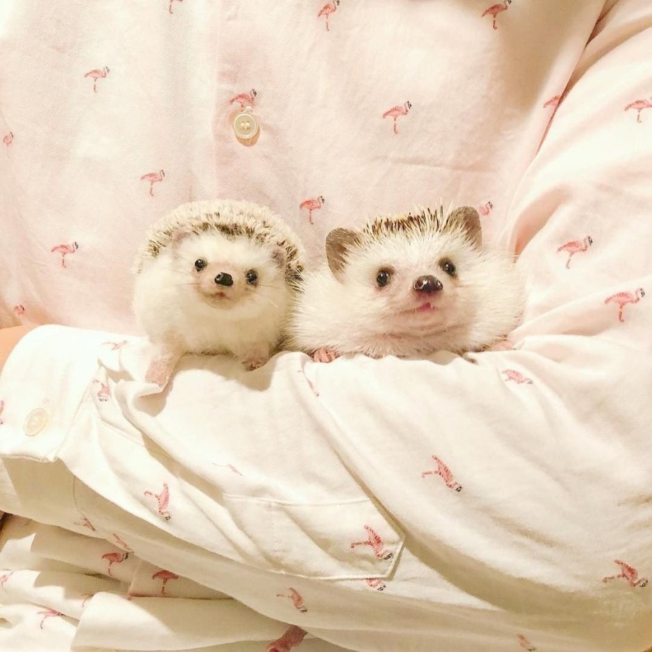 Ежик в одеяле