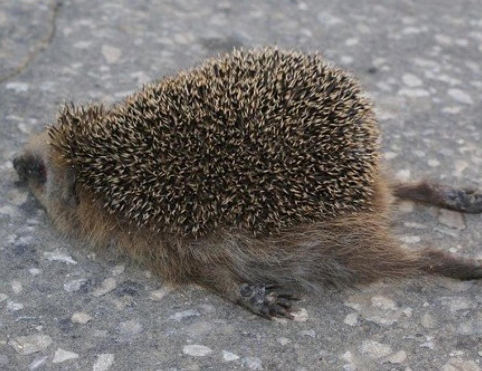 Ежик спит