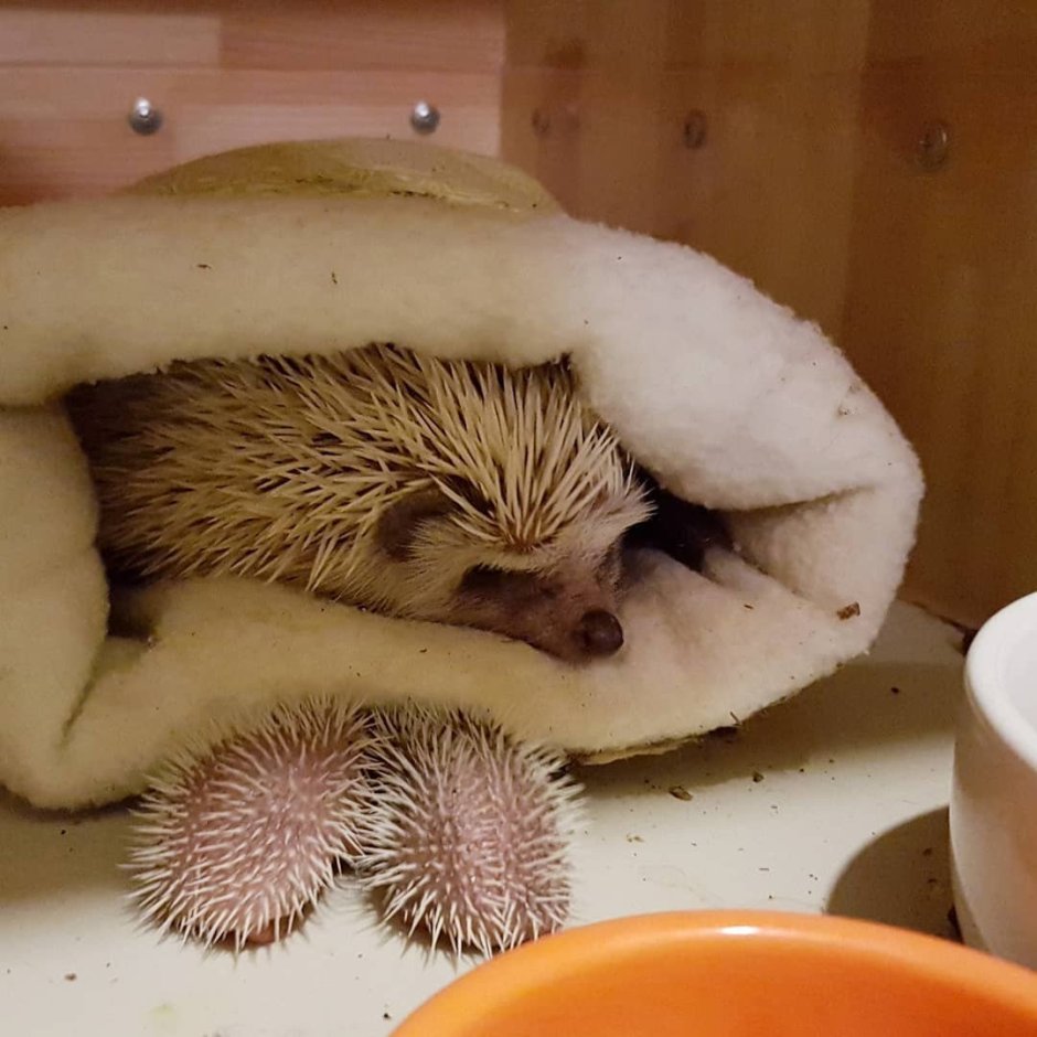 Иллюстратор Aleksandra Szmidt